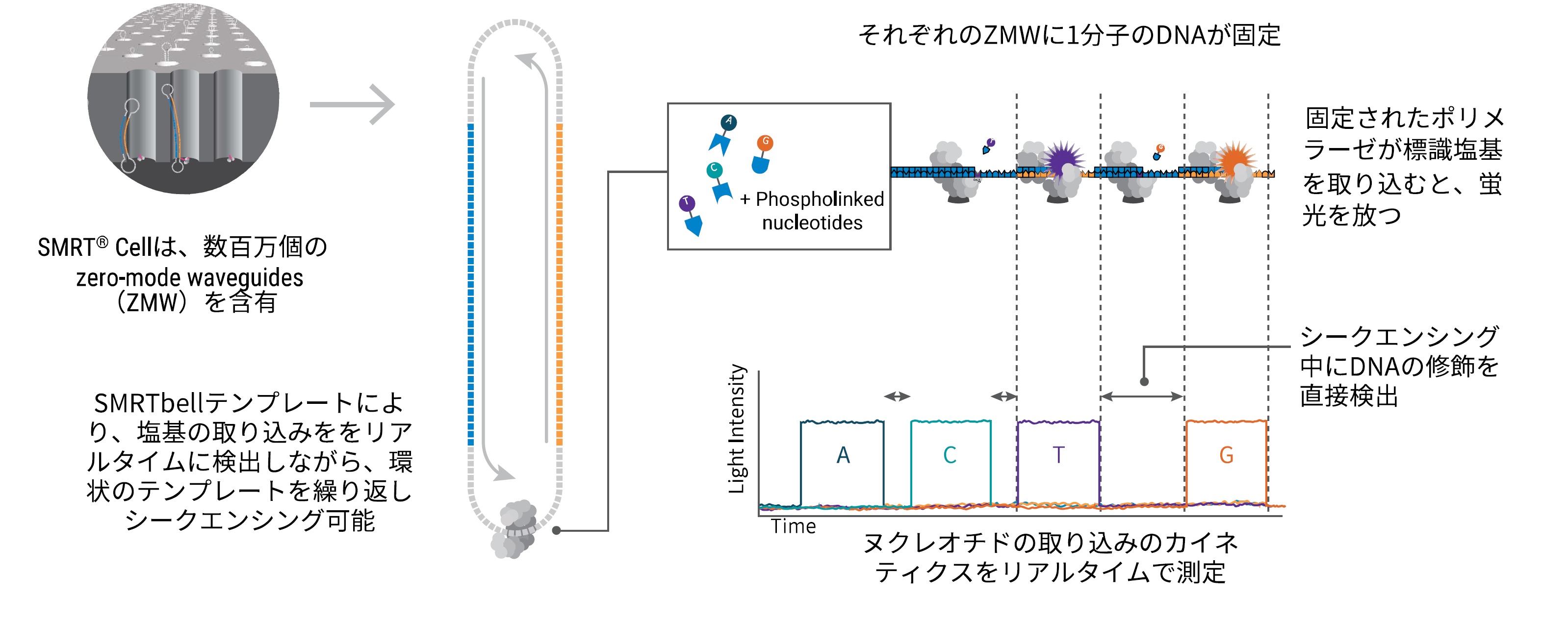 一分子リアルタイムdnaシークエンサー Pacbio Sequel Ii Iie システム トミーデジタルバイオロジー株式会社